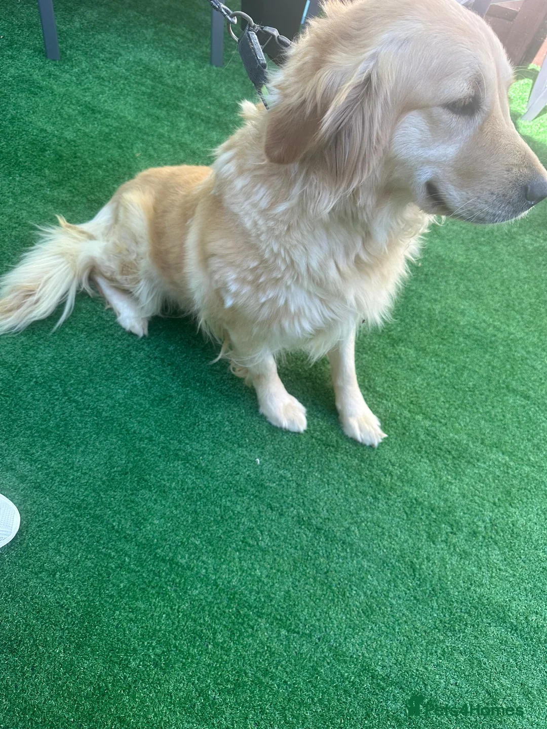 Golden Retriever dogs for sale: Golden retriever  in Chichester - Advert 2