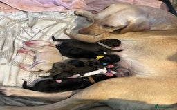 Mixed Breed dogs for sale: Labrador cross puppies for sale  - Image 5