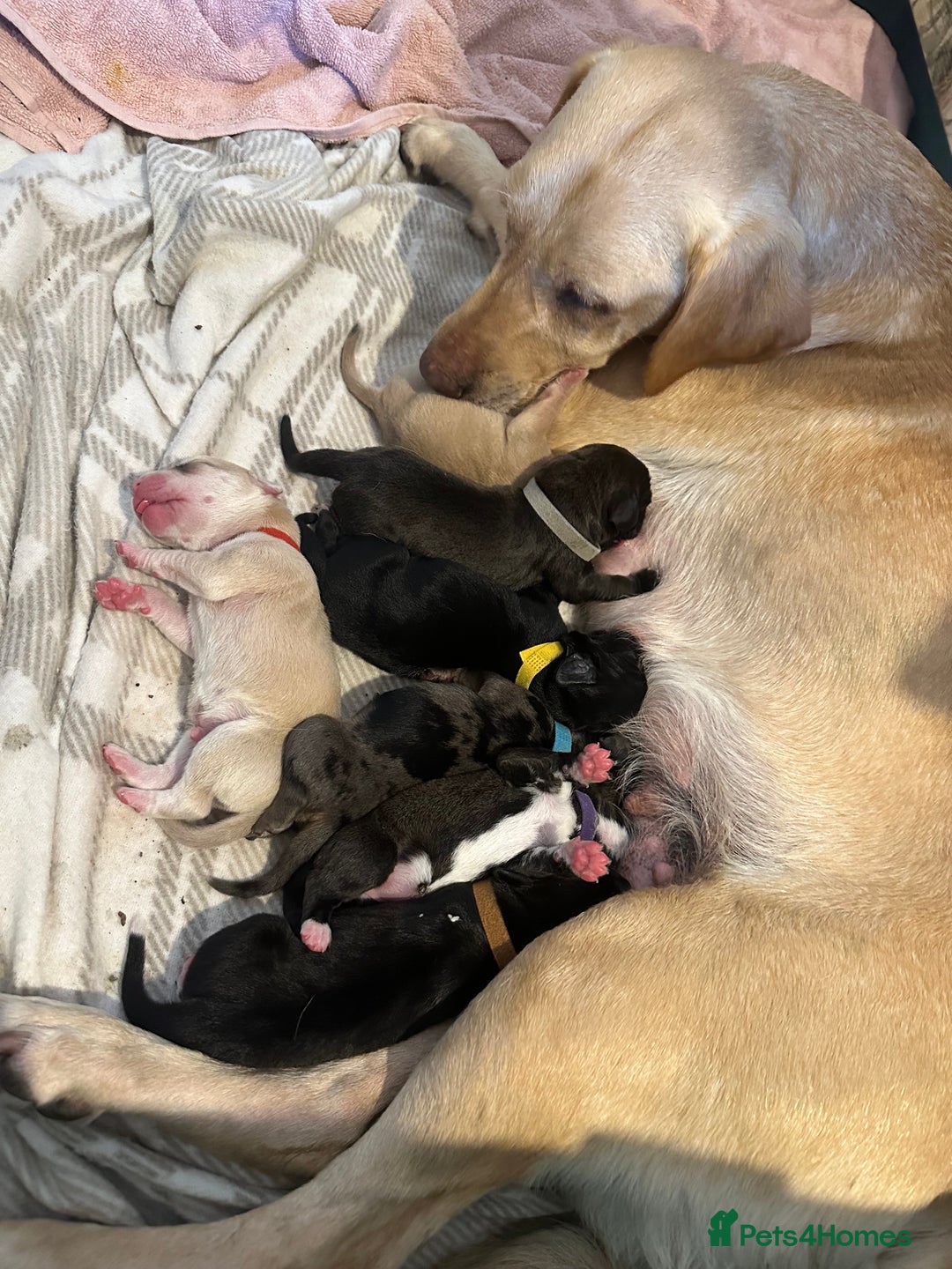 Mixed Breed dogs for sale: Labrador cross puppies for sale  - Image 5