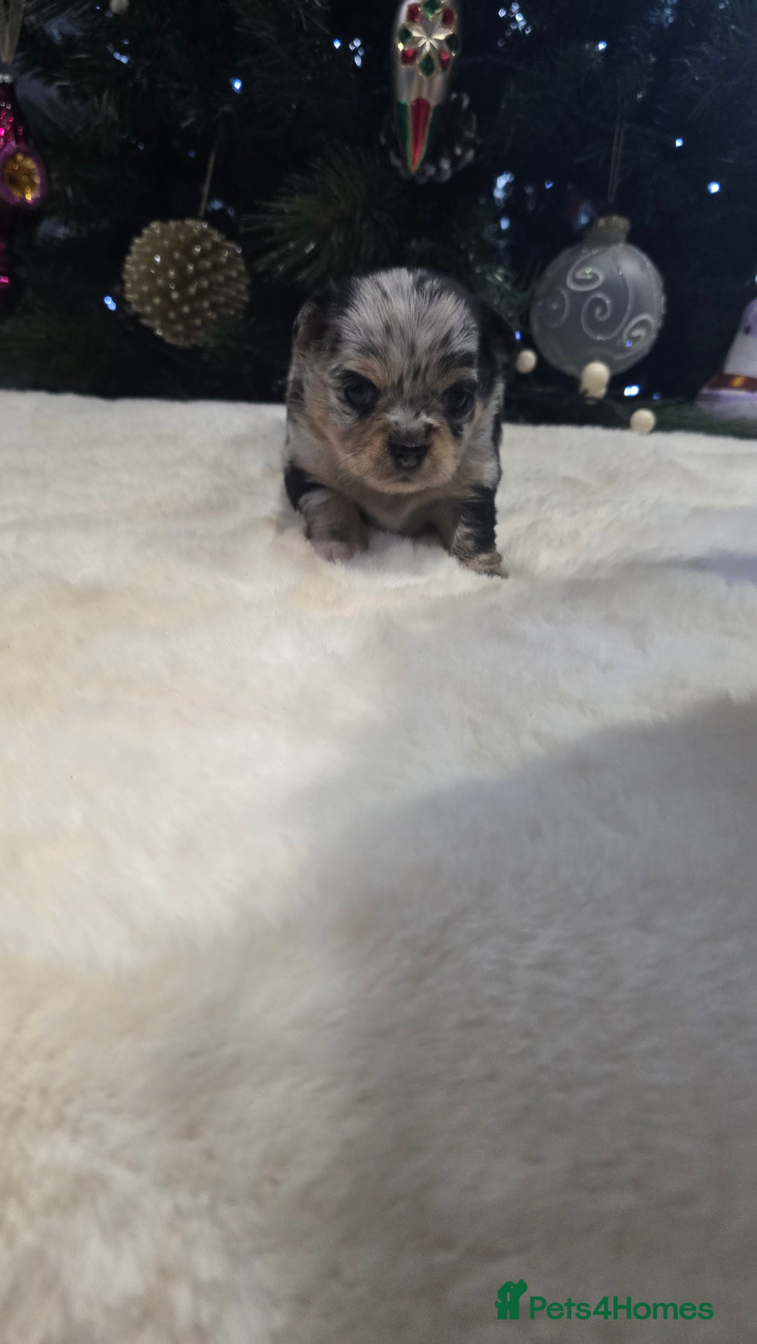 Chihuahua dogs for sale: Chihuahua puppies Russian ancestry with perfect bo - Advert 36