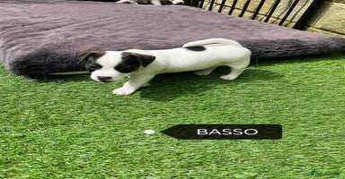 Jack Russell dogs - Advert 10