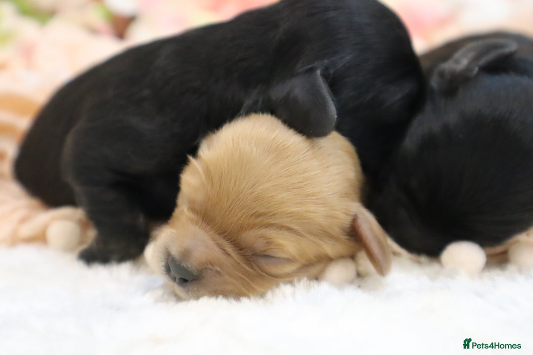 Cavapoo dogs for sale: Health Tested Cavapoo Puppies - Image 22