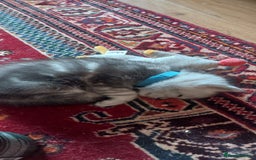 Persian cats for sale: Persian Chinchilla cross kittens for sale  - Image 14