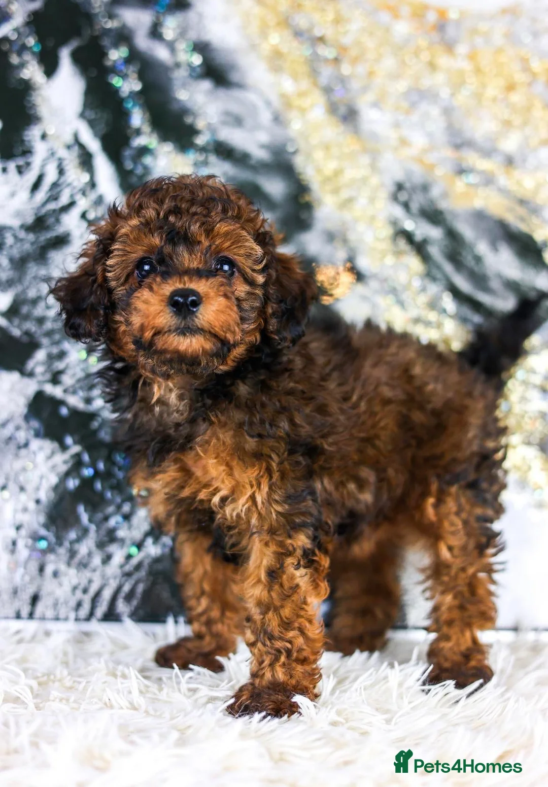 Toy Poodle dogs for stud: KC registered / health tested toy poodle stud in Bolton - Advert 23