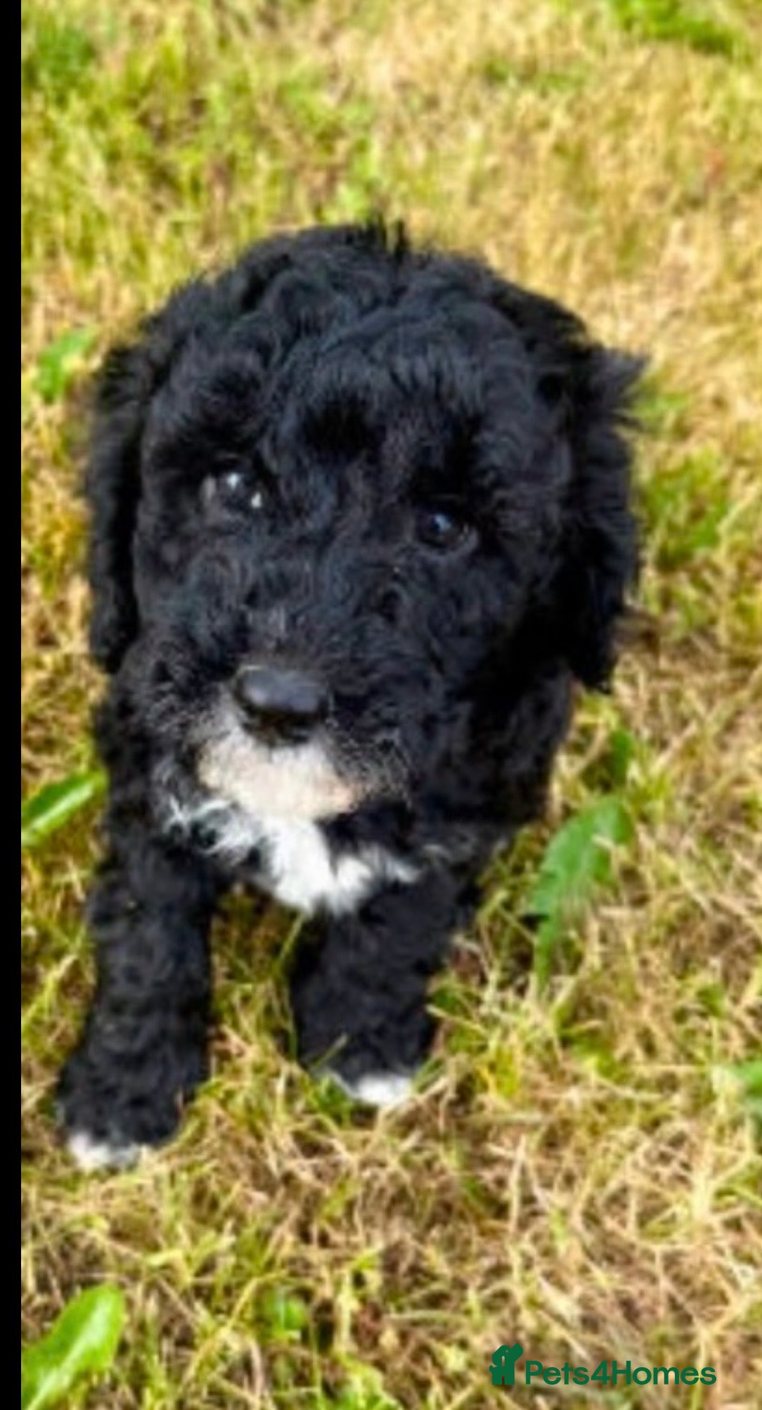 Cockapoo dogs Cockapoo for sale - Advert 1