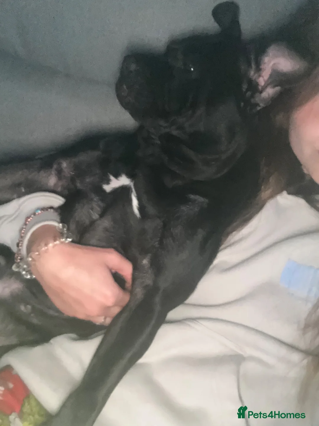 Mixed Breed dogs for sale: Free mixed breed female  in Warrington - Advert 3
