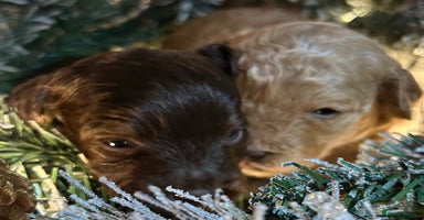 Shihpoo dogs - Advert 8