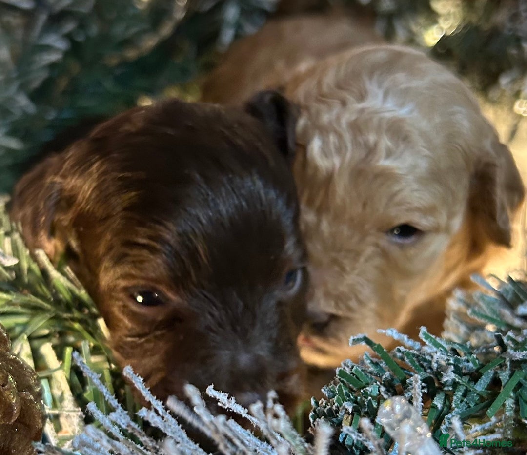Shihpoo dogs for sale: 4 Beautiful Toy poodle x Shihpoos - Image 2