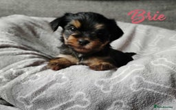 Shorkie dogs for sale: Beautiful Shorkie puppies for sale - Image 2