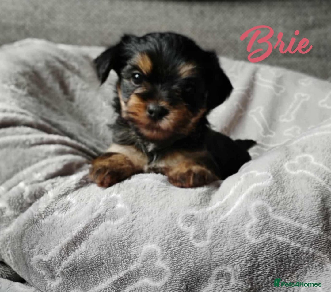 Shorkie dogs for sale: Beautiful Shorkie puppies for sale - Image 2