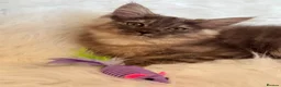 Maine Coon cats for sale: Maine coon kittens fluffy cuddly kittens - Advert 10