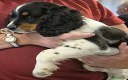 Cocker Spaniel dogs for sale: Working cocker spaniel  - Image 4