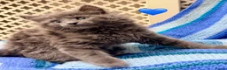 Mixed Breed cats for sale: 💠 MAINE COON X RAGDOLL *PARENTS HEALTH TESTED* 💠 - Advert 19