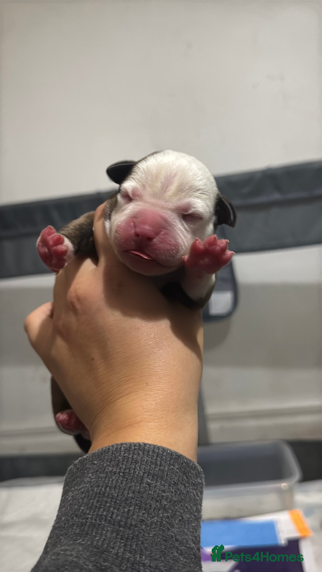 Mixed Breed dogs for sale: American bulldog cross Staffy pups - Image 2