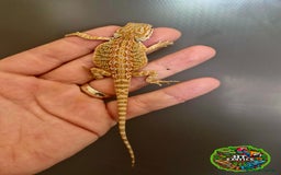 Bearded Dragon reptiles for sale: Pogona vitticeps + vitticeps/Barbata hybrids - Image 37