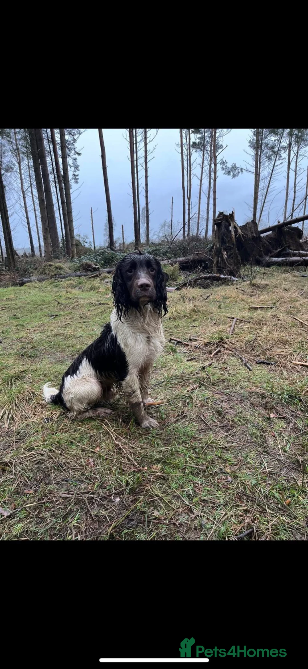 English Springer Spaniel dogs for sale: Working English springer spaniel puppies for sale in Stanley - Advert 8