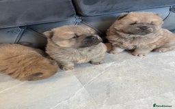 Chow Chow dogs for sale: CHOW CHOW PUPPIES  - Advert 4