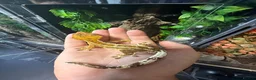 Gecko reptiles for sale: Various crested geckos for sale  - Advert 4