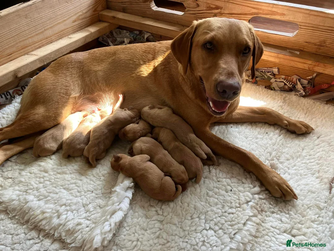 Labrador Retriever dogs for sale: KC health tested puppies from FTCH lines  - Advert 2