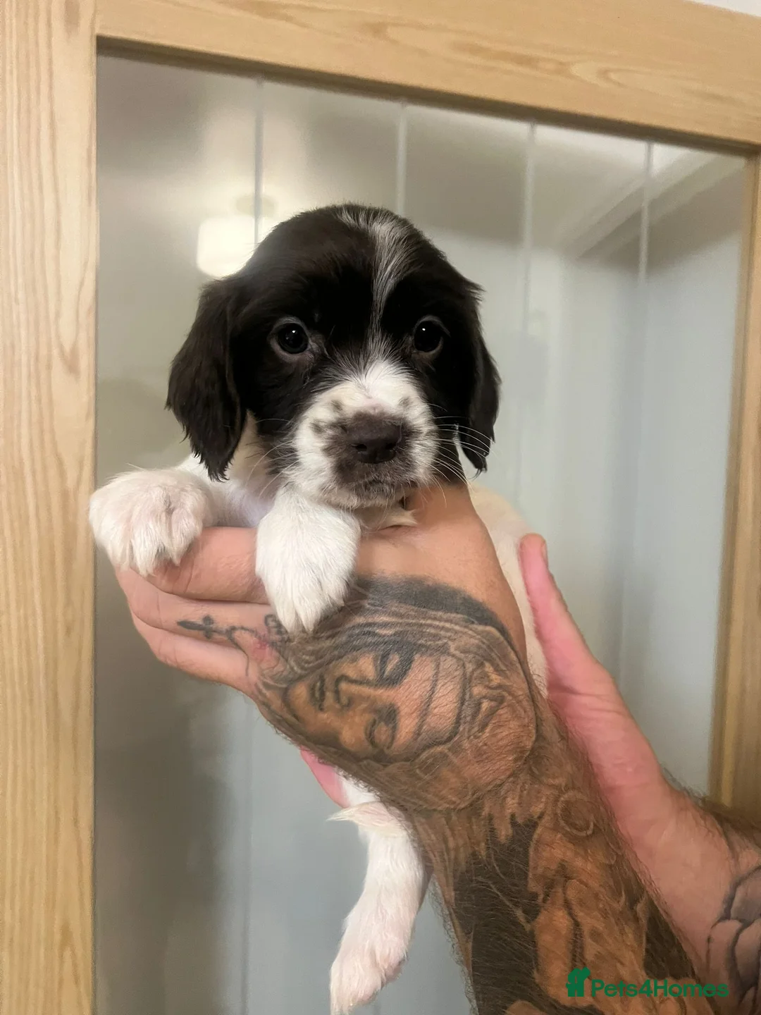 English Springer Spaniel dogs for sale: 🐾 English Springer Spaniel Puppies for Sale 🐾 - Advert 8