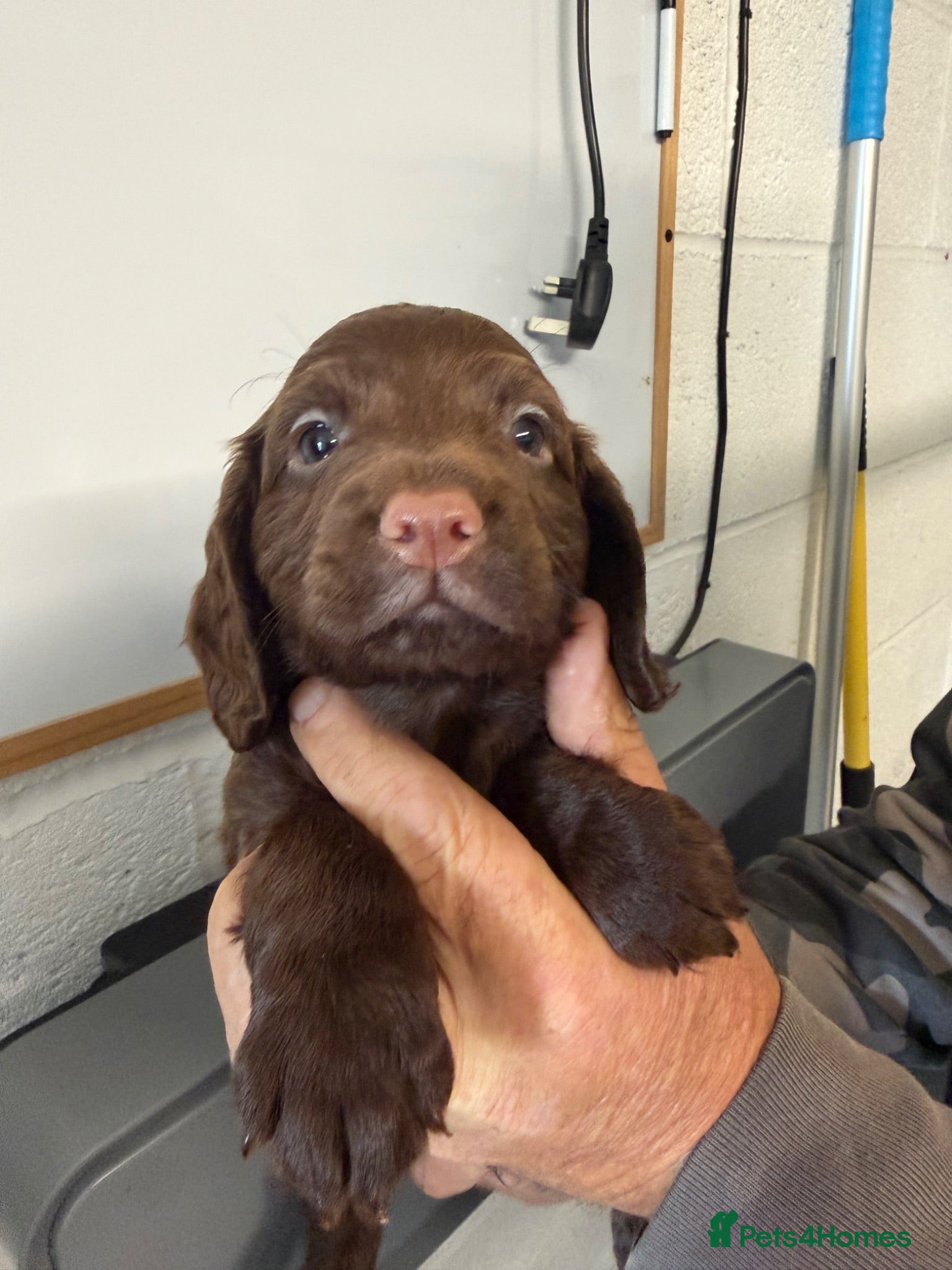 Cocker Spaniel dogs READY- KC Reg Working Cocker Spaniel male pups - Advert 1