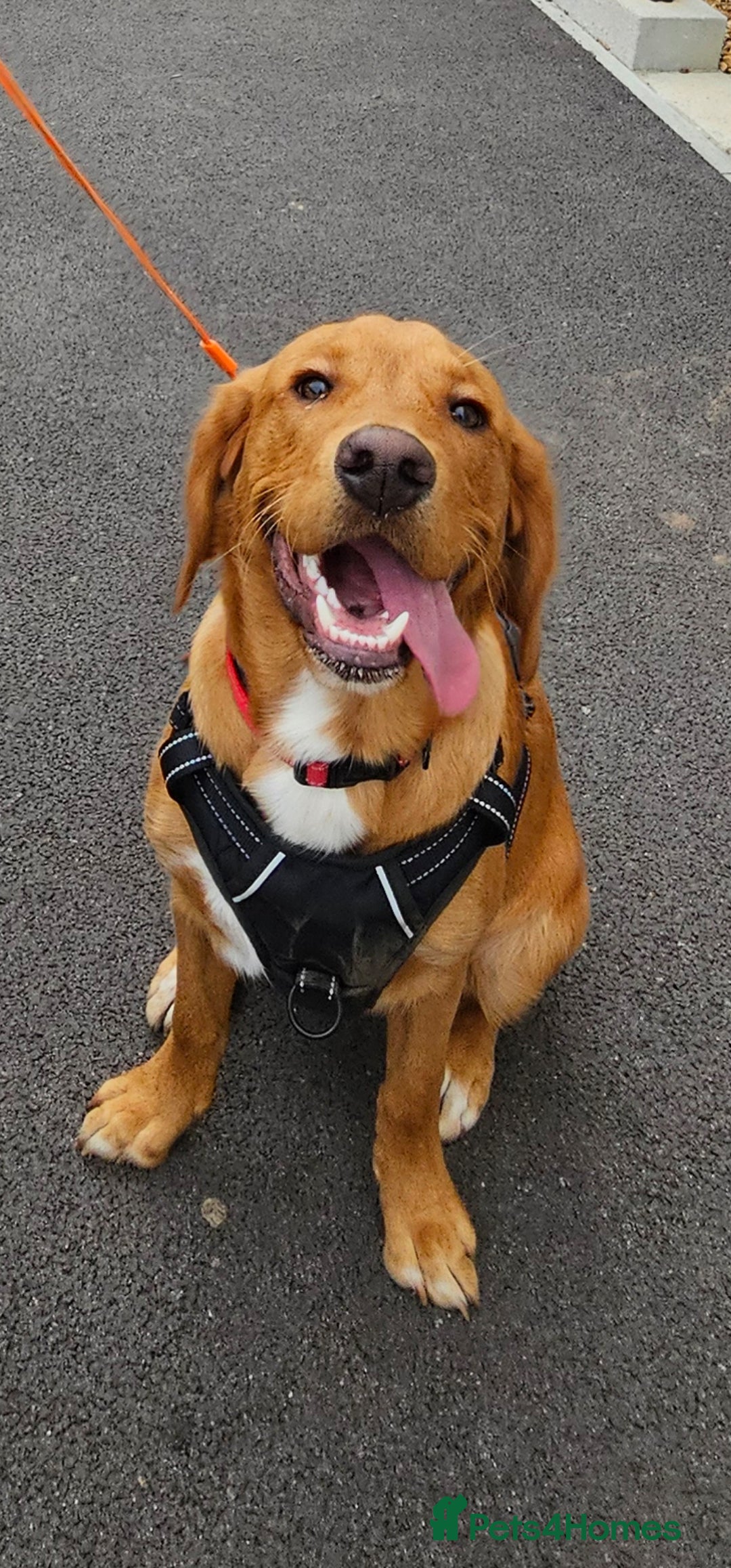 Labrador Retriever dogs for sale: Freddie the fox red lab  - Advert 6