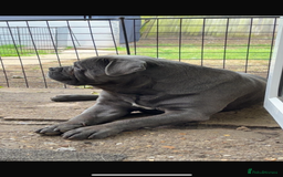 Cane Corso dogs for sale: Cane corso  - Image 2