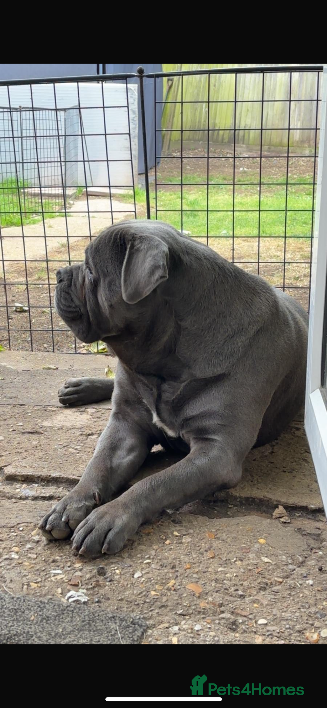 Cane Corso dogs for sale: Cane corso  - Image 2