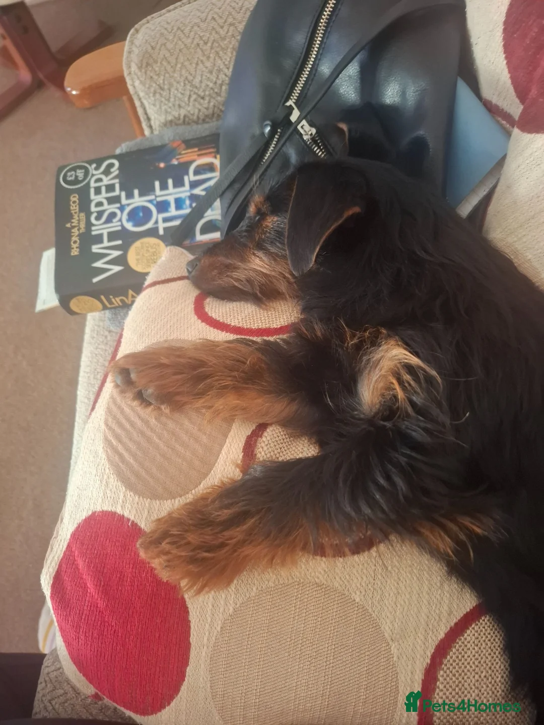 Mixed Breed dogs for sale: 7mth old  male Dachshund x Yorkshire - Advert 13
