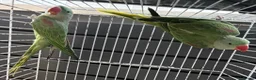 Parrots birds for sale: SEMI TAME AND TALKING BABY ALEXANDRINE PARROTS - Advert 7