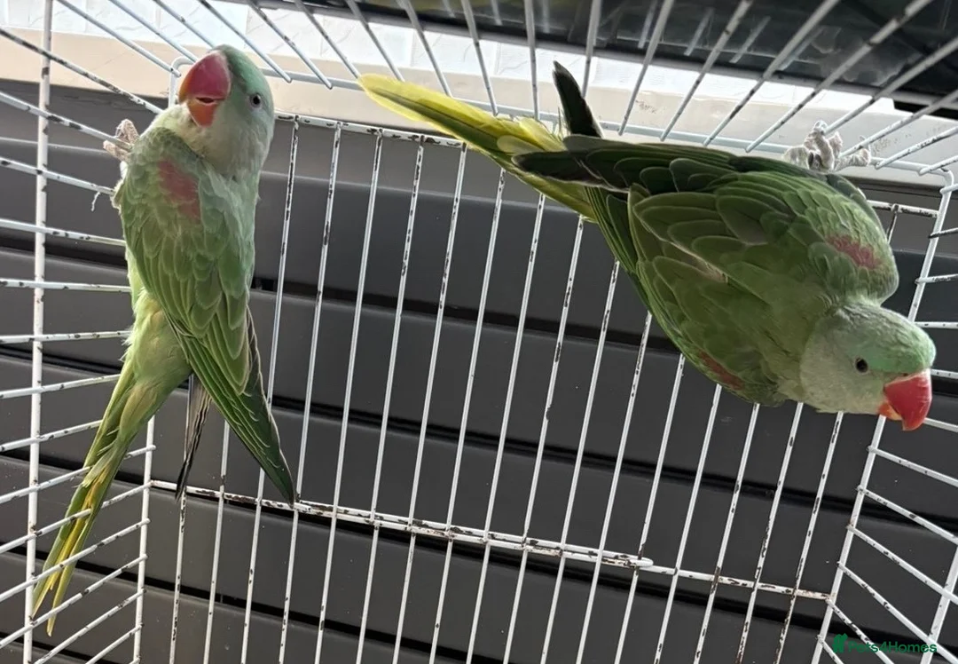Parrots birds for sale: SEMI TAME AND TALKING BABY ALEXANDRINE PARROTS - Advert 7