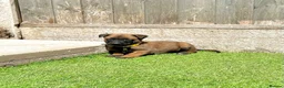 Belgian Shepherd Dog dogs for sale: KC Belgian Malinois Puppys for sale - Advert 18
