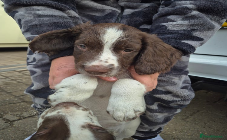 English Springer Spaniel dogs - Advert 3