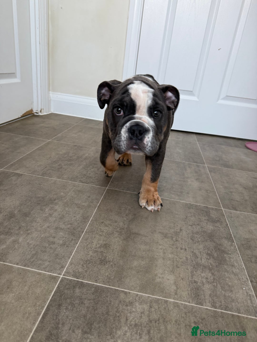 English Bulldog dogs for sale: Ralph  - Advert 4