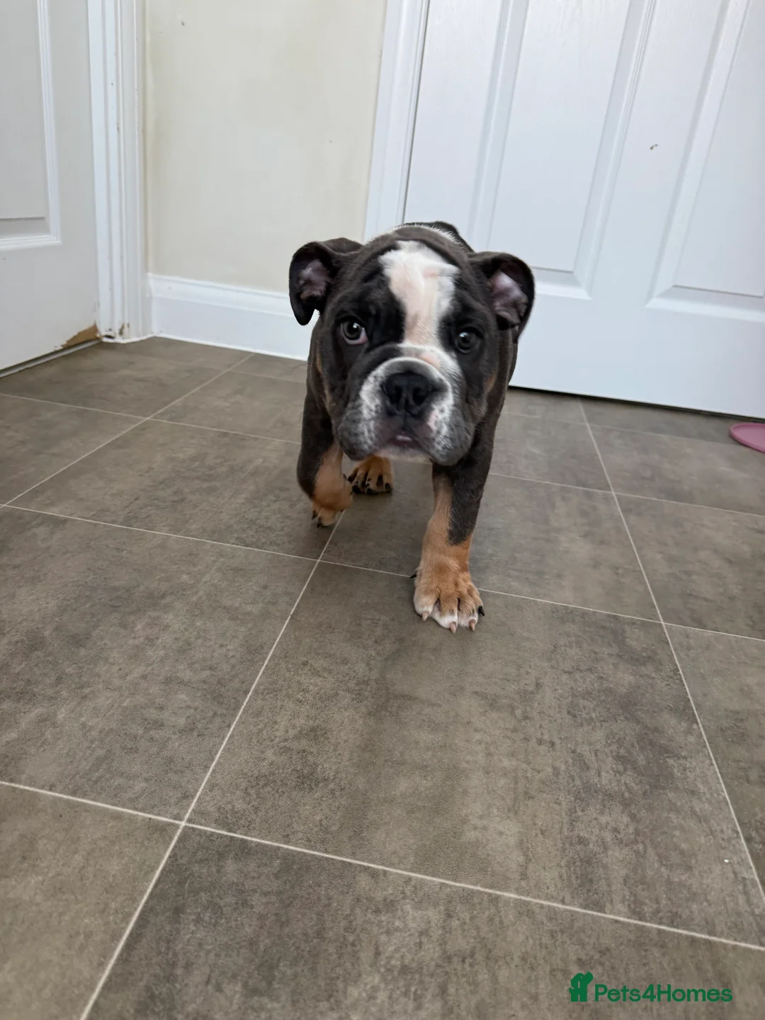 English Bulldog dogs for sale: Ralph  - Advert 4