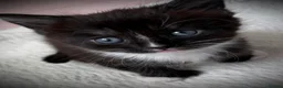 Maine Coon cats for sale: 🐾LAST KITTEN🐾 Polydactyl kittens  - Advert 11