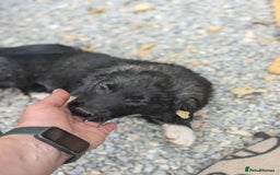Mixed Breed dogs for adoption: Tillie needs a home with another dog! - Image 3
