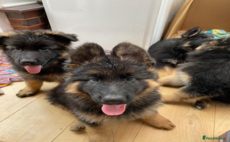 German Shepherd dogs - Advert 12