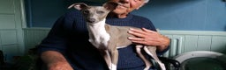 Italian Greyhound dogs for sale: STUNNING LITTER OF RKC REG ITALIAN GREYS - Advert 5