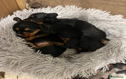 Miniature Dachshund dogs for sale: 🌟 KC registered longhair miniature dachshunds  - Image 1
