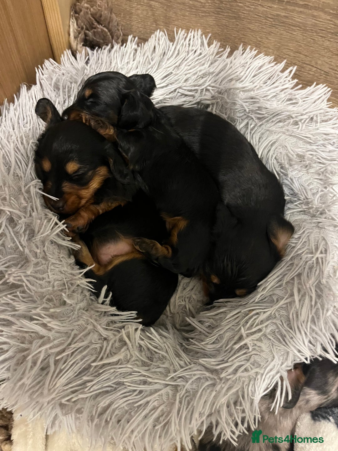 Miniature Dachshund dogs for sale: 🌟 KC registered longhair miniature dachshunds  - Image 1