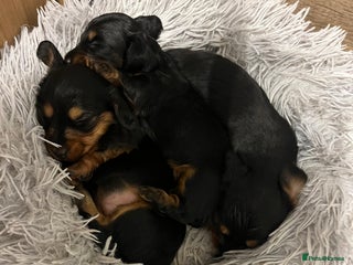 Miniature Dachshund dogs - Advert 5