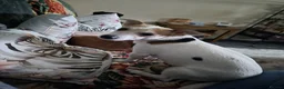 Jack Russell dogs for sale: 4 stunning male jack russell puppies  in Larkhall - Advert 36