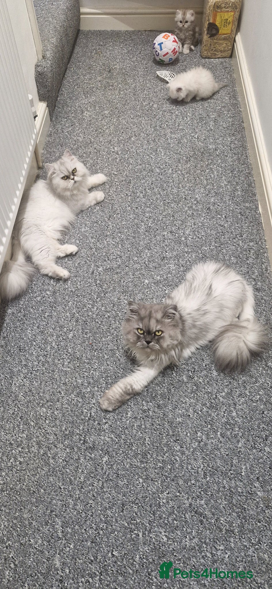 Persian cats 3 lovely kittens Persian Doll Face - Advert 1