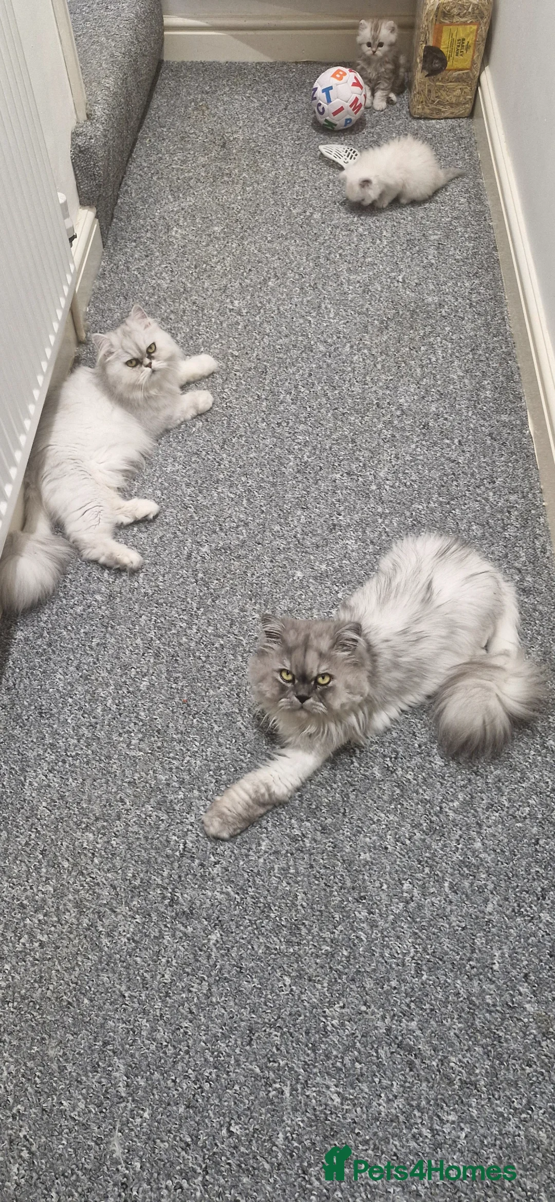 Persian cats for sale: 3 lovely kittens Persian Doll Face - Advert 1