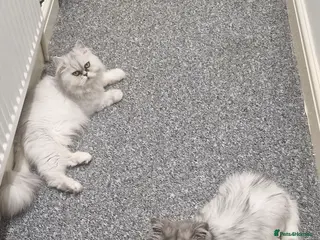 Persian cats 3 lovely kittens Persian Doll Face - Advert 1