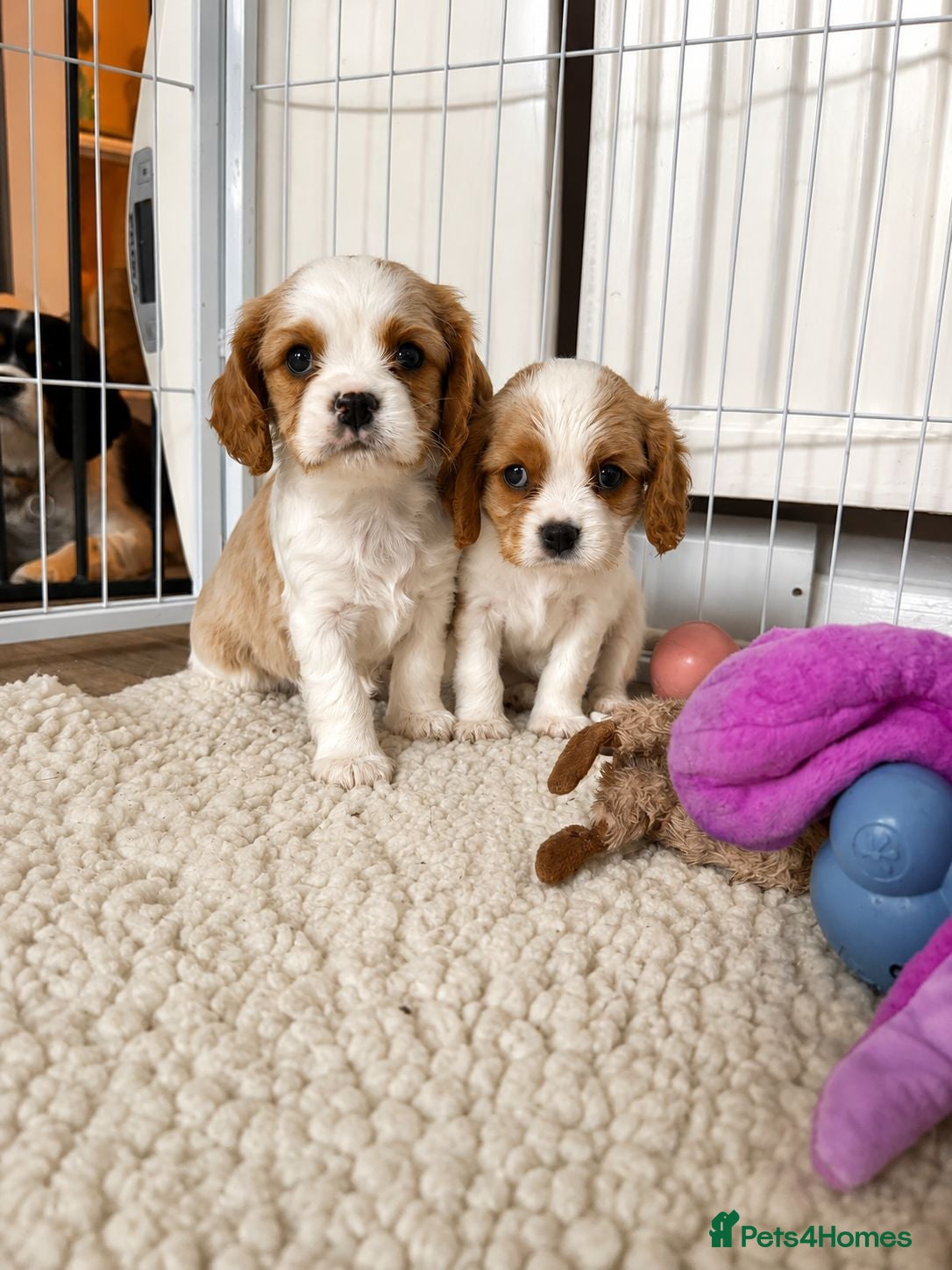 Cavalier King Charles Spaniel dogs DNA Tested Cavalier King Charles Puppies - Advert 1