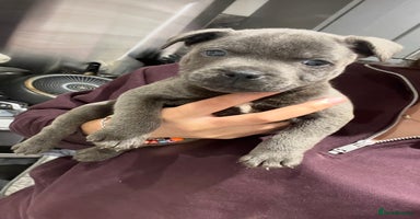 Staffordshire Bull Terrier dogs - Advert 3