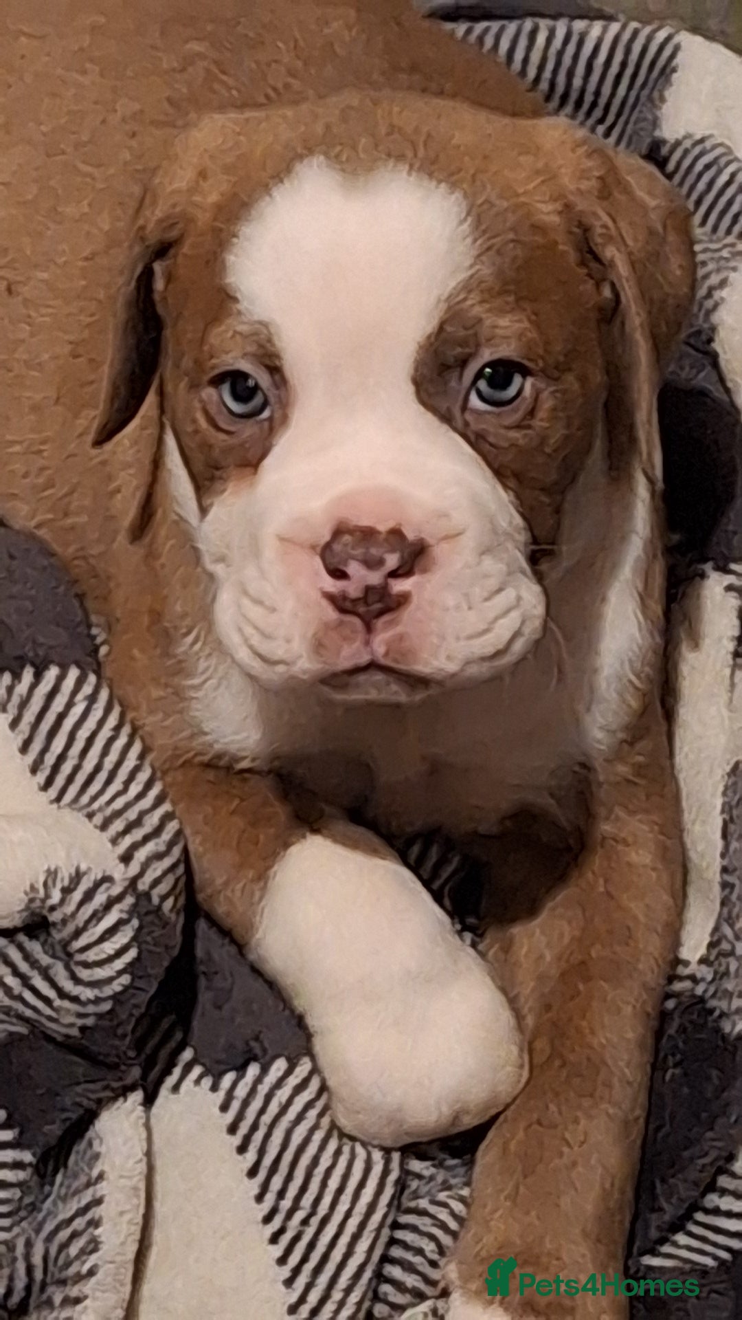 Mixed Breed dogs Old tyme x puppys  - Advert 15