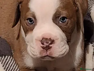 Mixed Breed dogs Old tyme x puppys - Advert 15